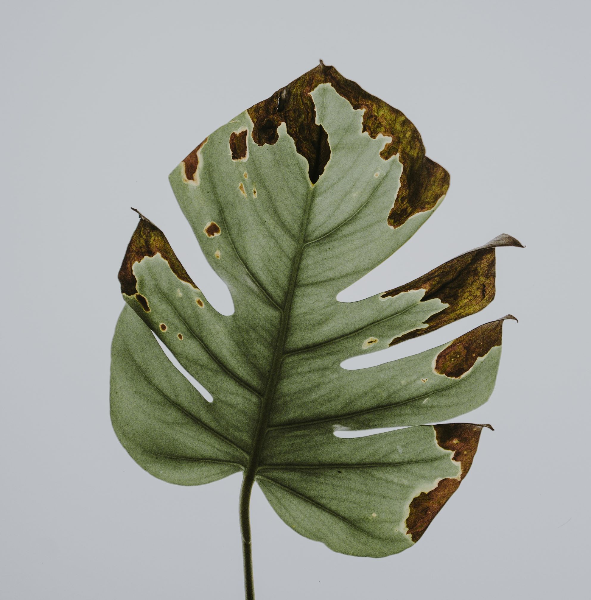 yellow monstera leaf with brown spots