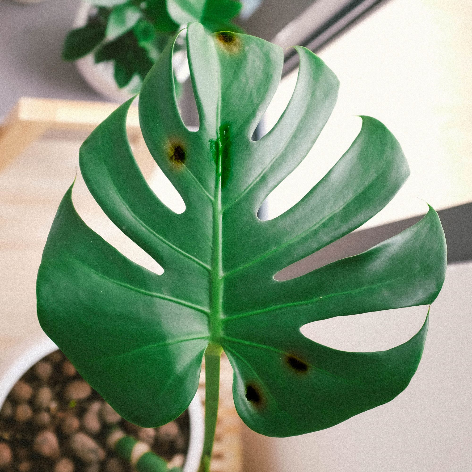 Can You Put A Monstera Leaf In Water