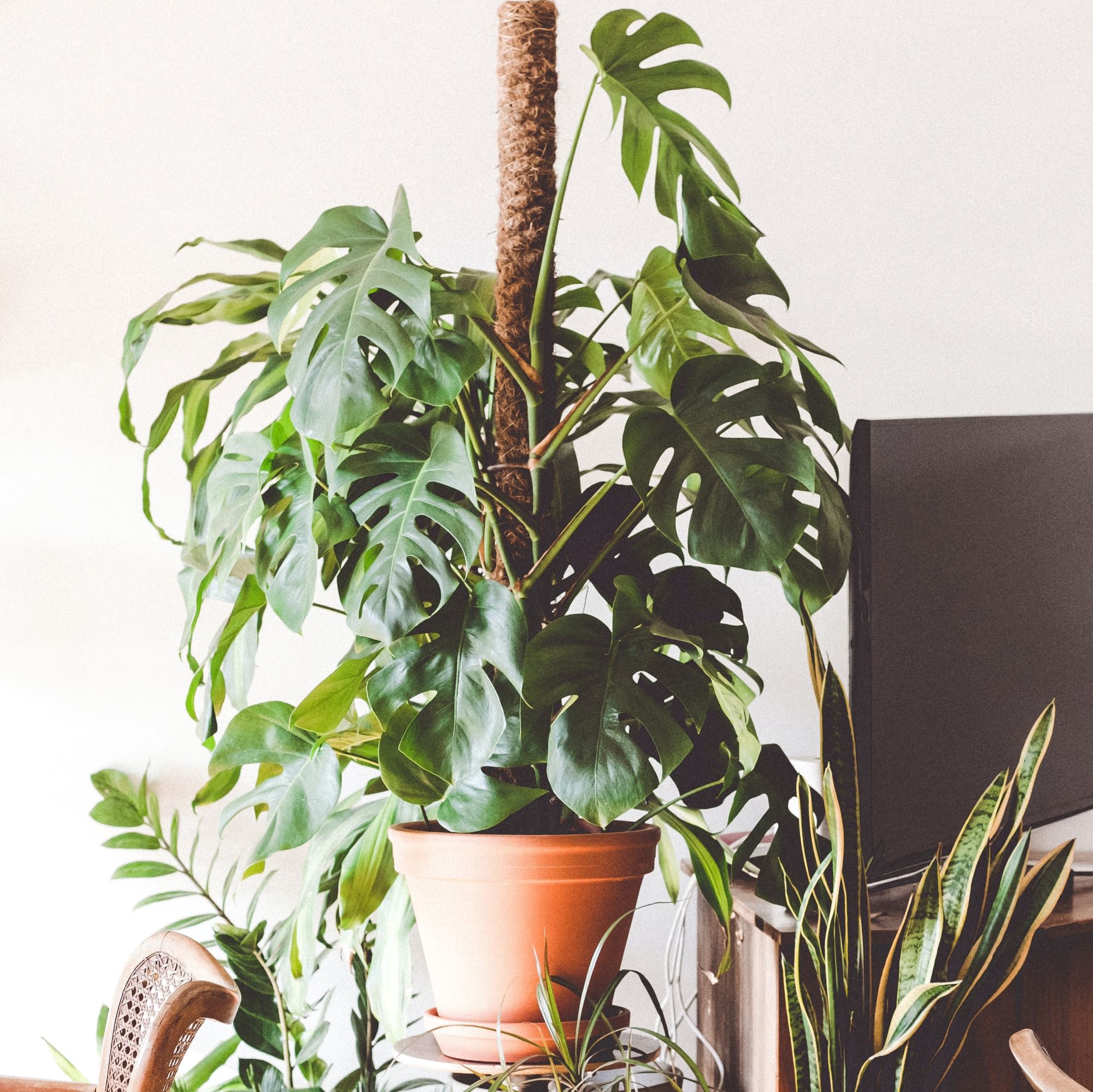 How-to: Repotting Monstera with Moss Pole - Monstera Houseplant Guide